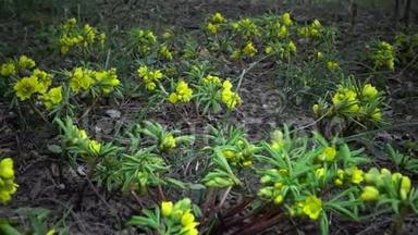 视频滑块。 裸子植物-昙花一现的花，野生黄色的初花。 从乌克兰红皮书中难得看到。
